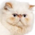 Persian-Cameo Cat