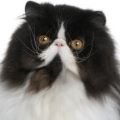 Persian-Cameo Bicolor