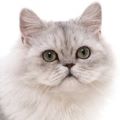 Persian-Chinchilla Cat