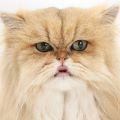 Persian-Golden Cat