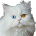 Persian Odd-Eyed Bicolor Cat