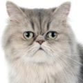 Persian-Pewter Cat