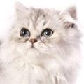Persian-Shaded Silver Cat