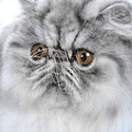 Persian-Silver Tabby Cat