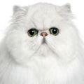 Persian Solid Cat