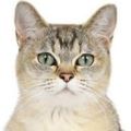 Asian-Burmilla Cat