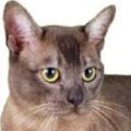 Asian-Smoke Cat