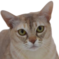 Asian-Solid Cat