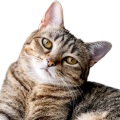 Asian-Tabby Cat