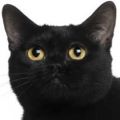 Bombay Cat