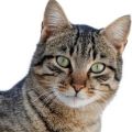 Chinese Li Hua Cat