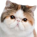 Exotic Shorthair Cat