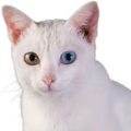 Khaomanee Cat