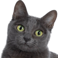 Korat Cat