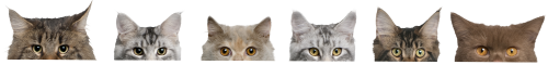 Peeking cats